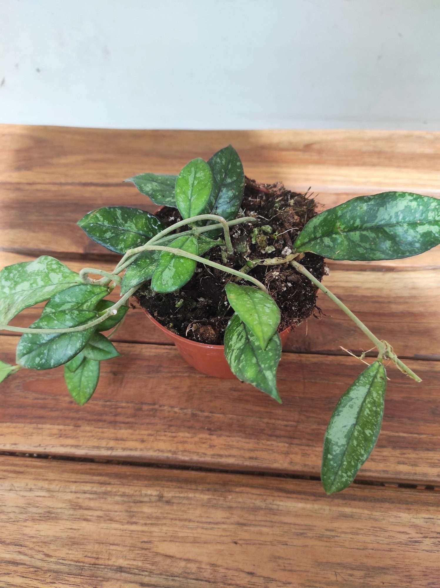 Hoya Crassipetiolata 'Splash'