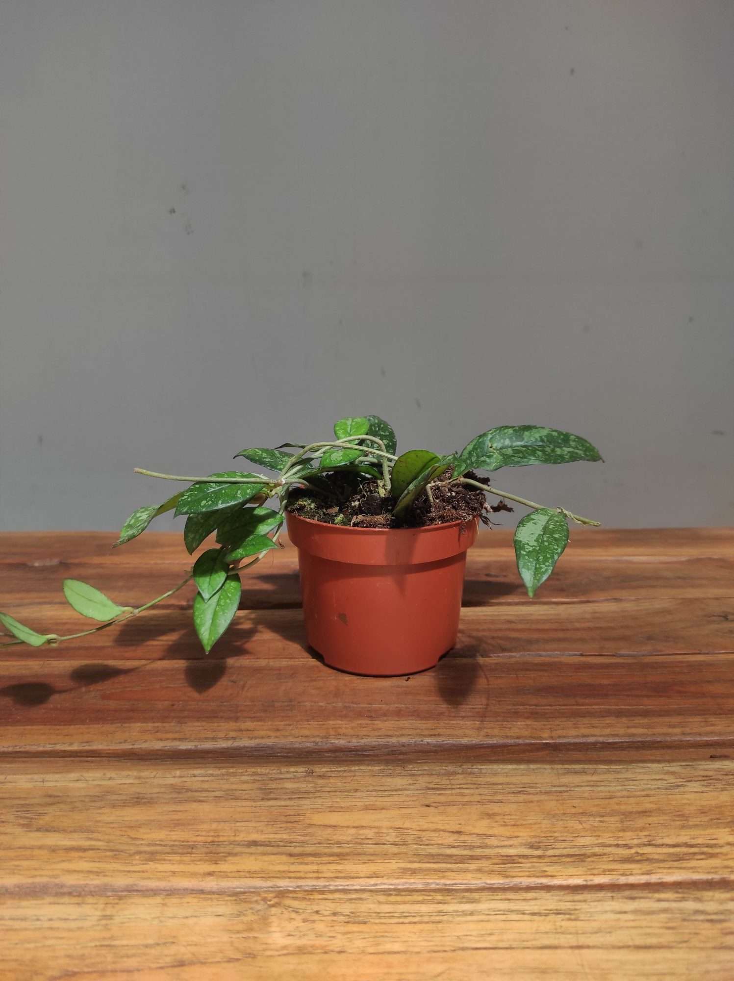 Hoya Crassipetiolata 'Splash' - Image 2