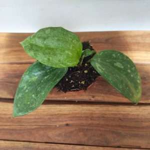 Hoya Rimba 'Perak'