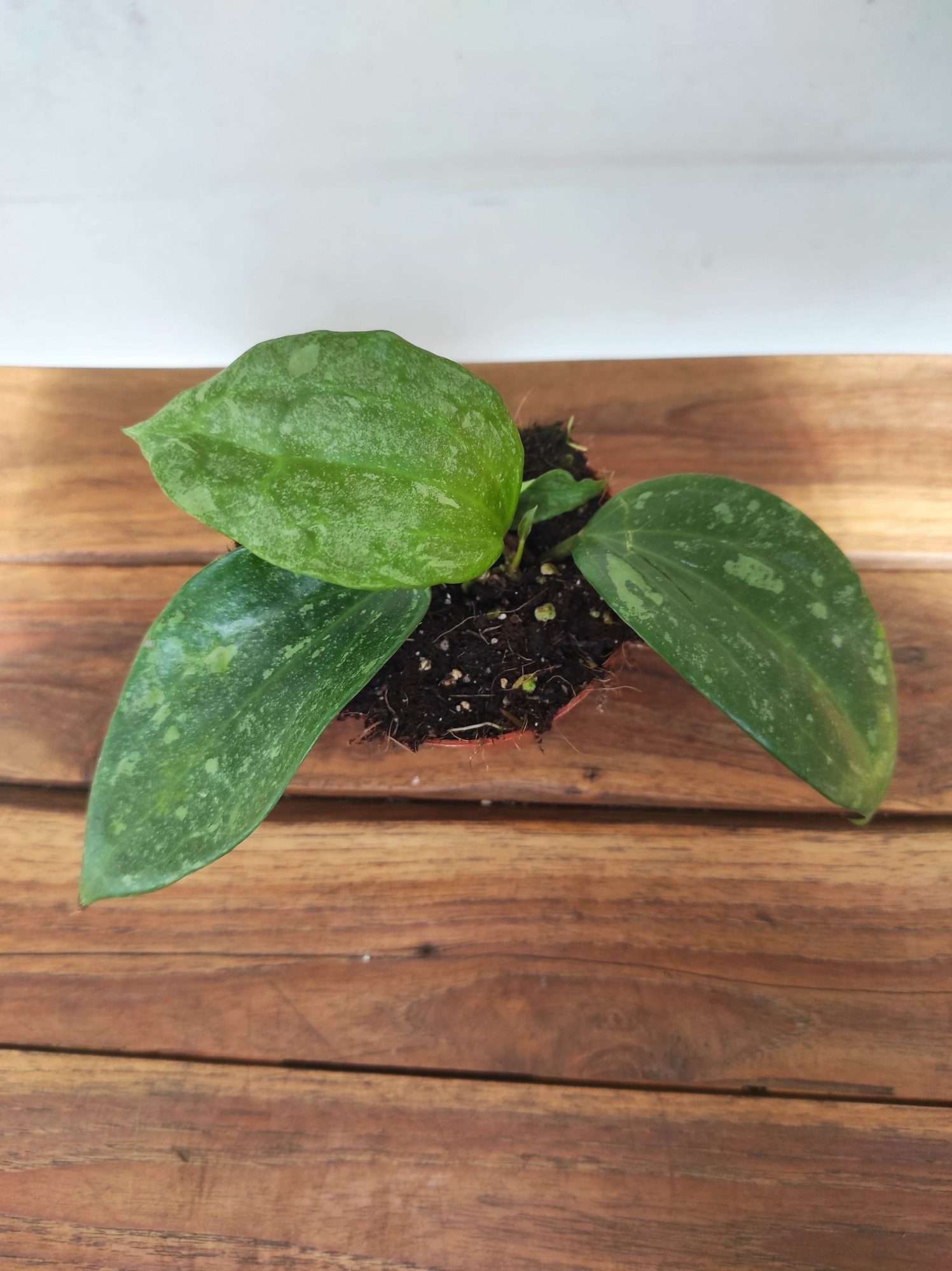 Hoya Rimba 'Perak'