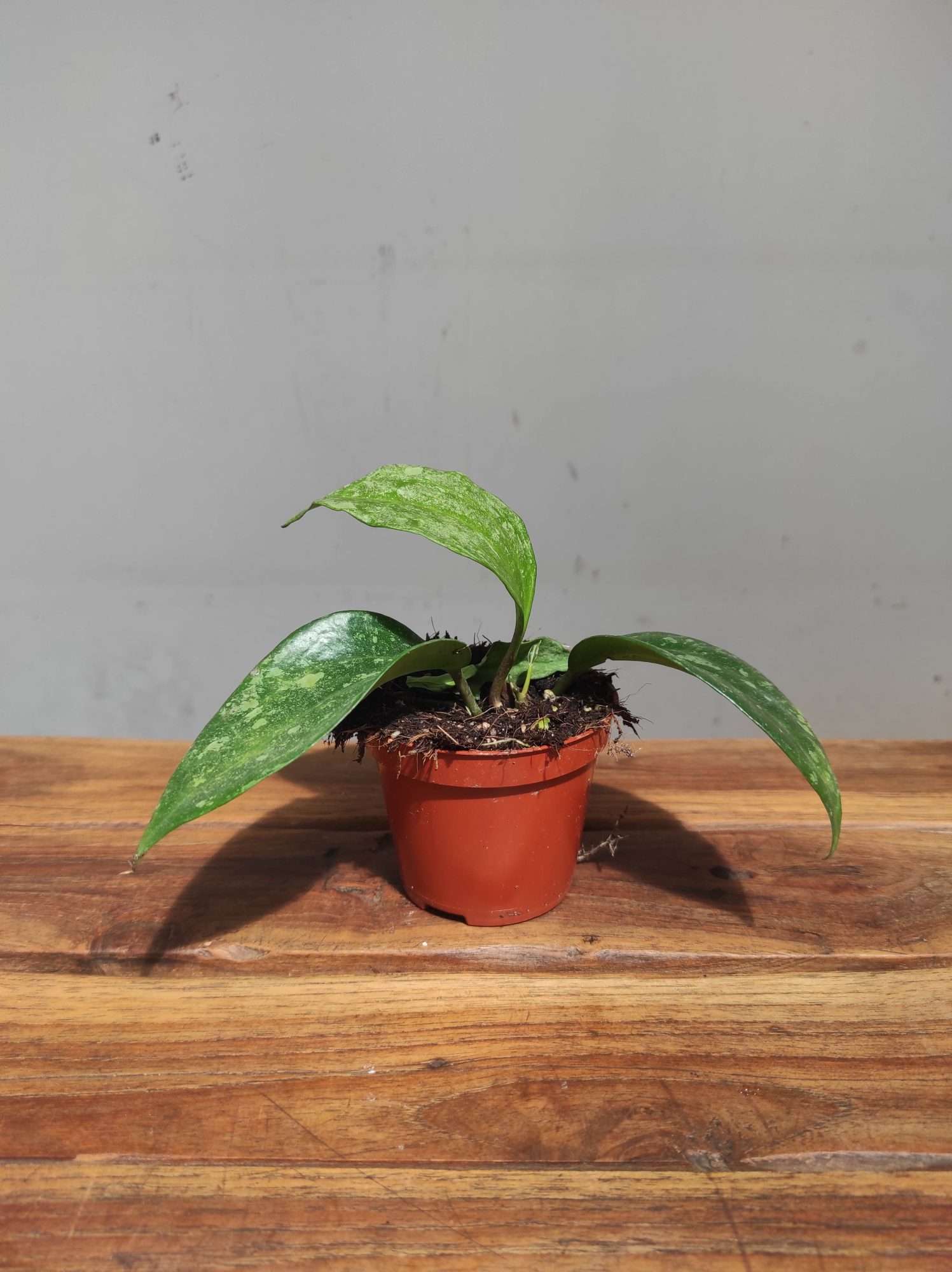 Hoya Rimba 'Perak' - Image 2