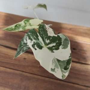 Alocasia Micholitziana Frydek Variegata V.8
