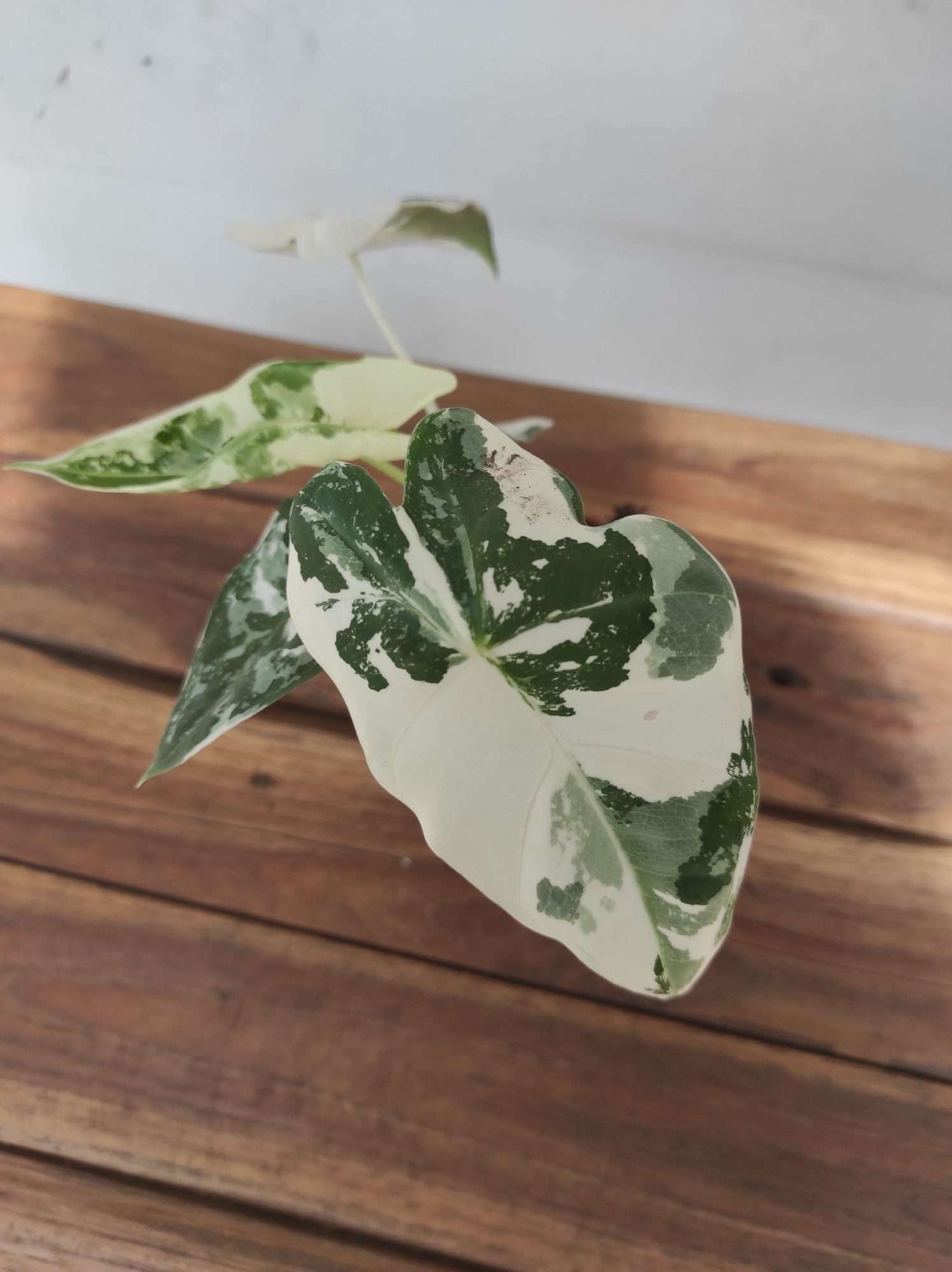 Alocasia Micholitziana Frydek Variegata V.8