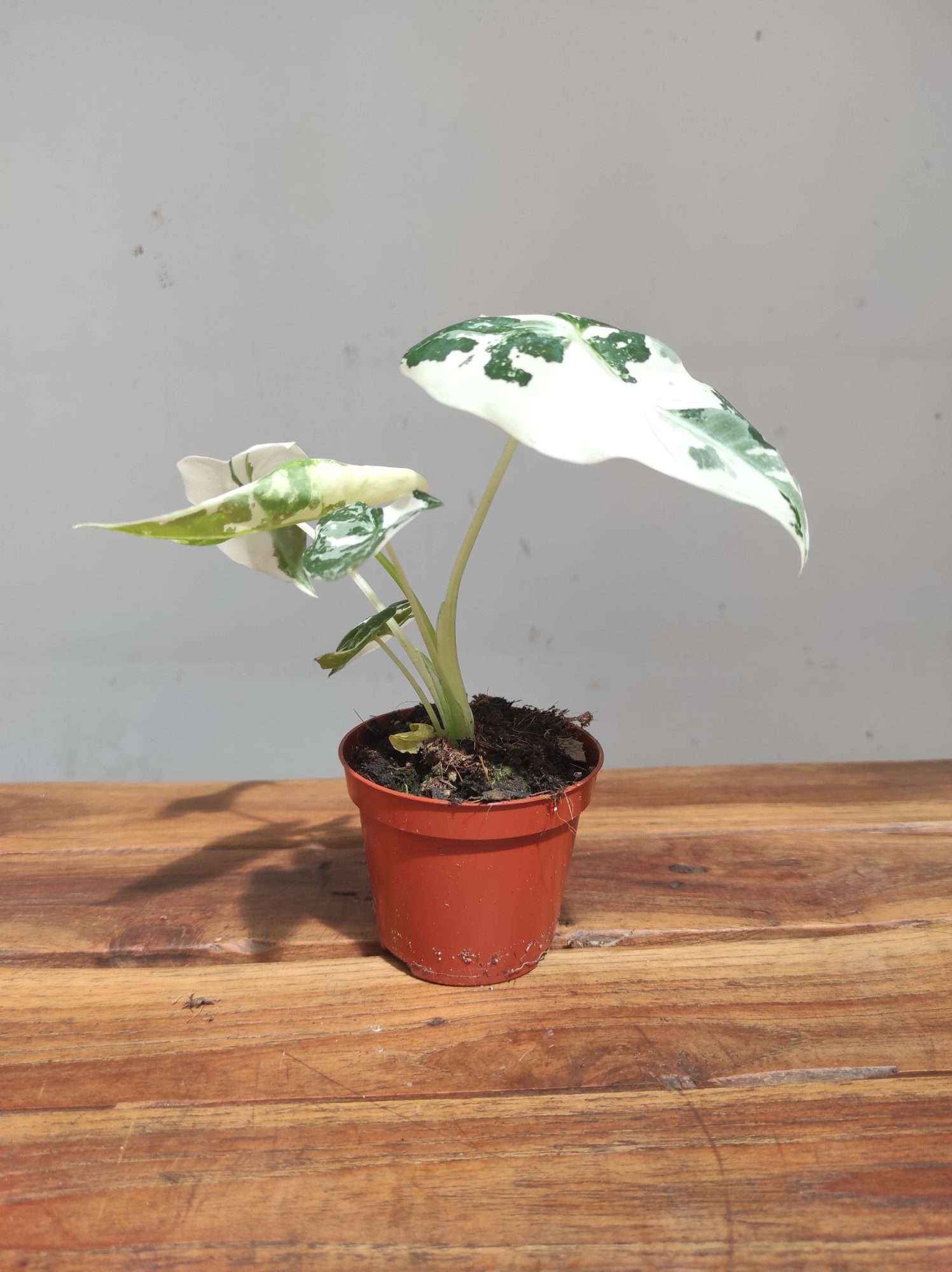 Alocasia Micholitziana Frydek Variegata V.8 - Image 2