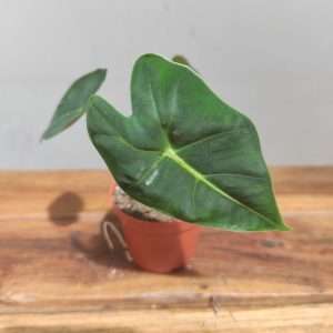 Alocasia Frydek - V.6
