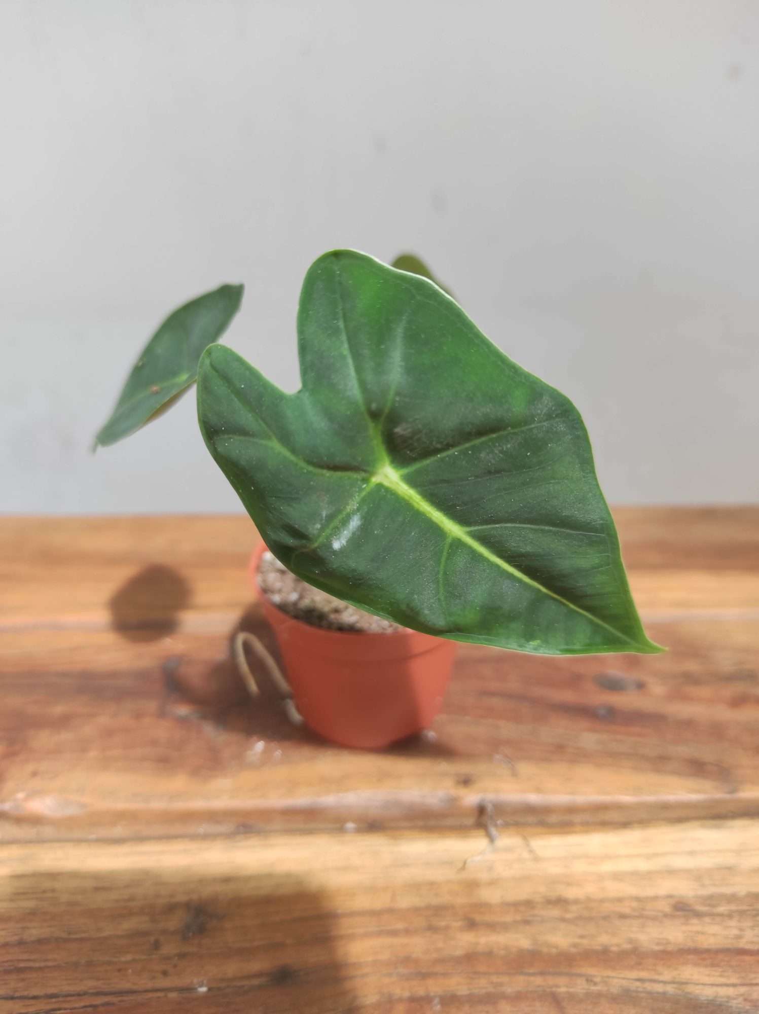 Alocasia Frydek - V.6