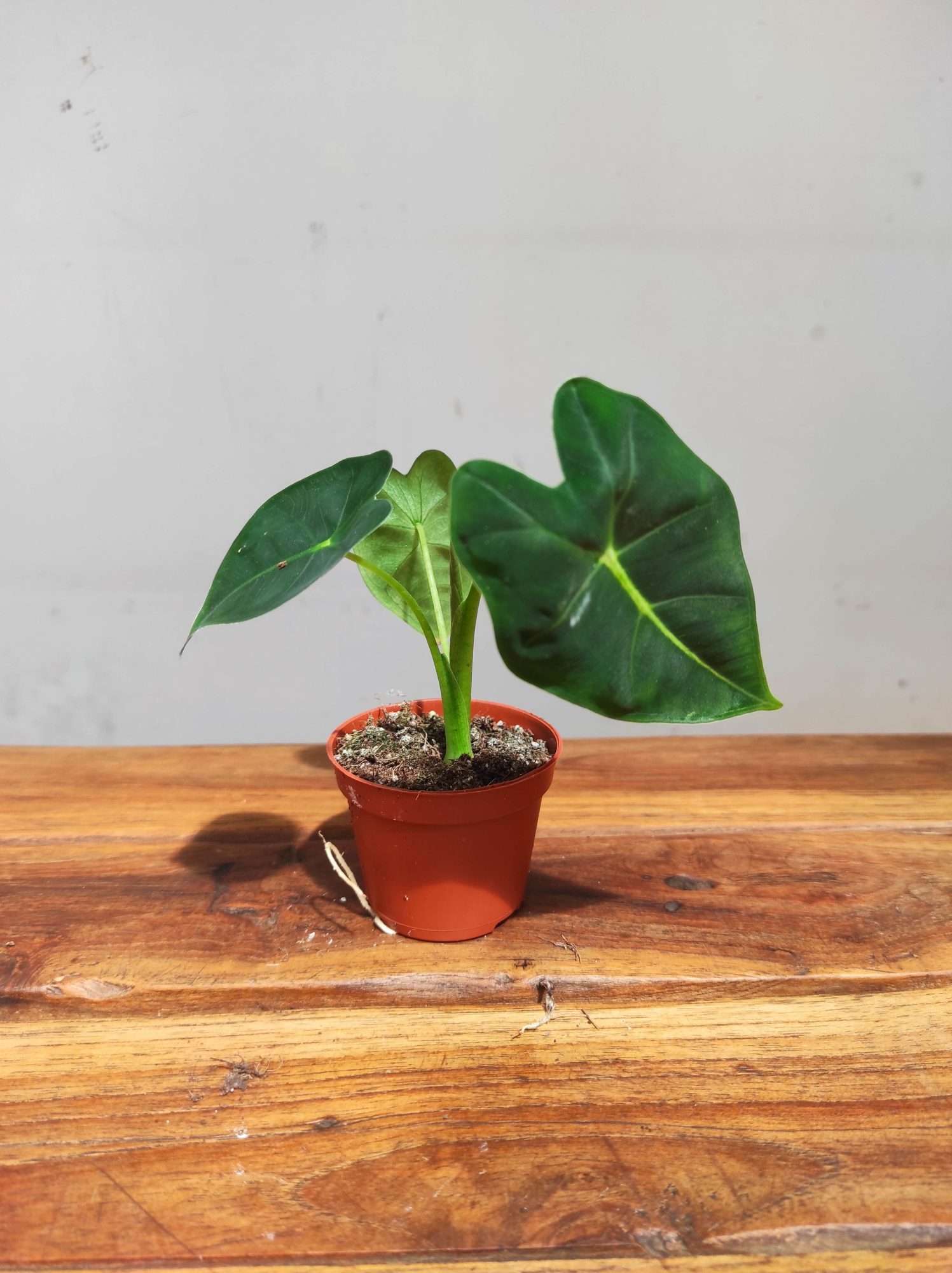 Alocasia Frydek - V.6 - Image 2