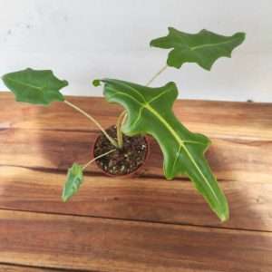 Alocasia 'Portei Zebra'