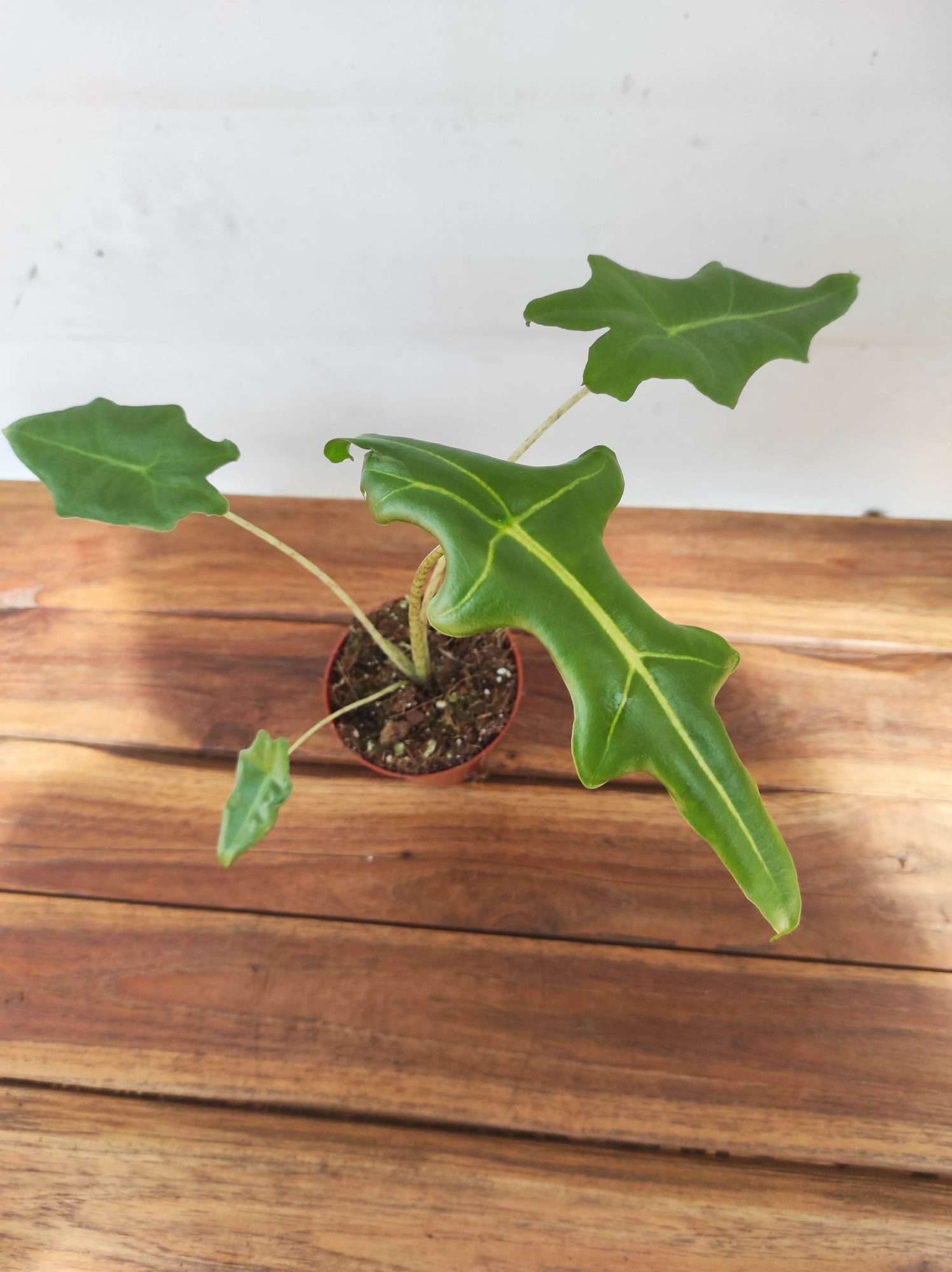Alocasia 'Portei Zebra'