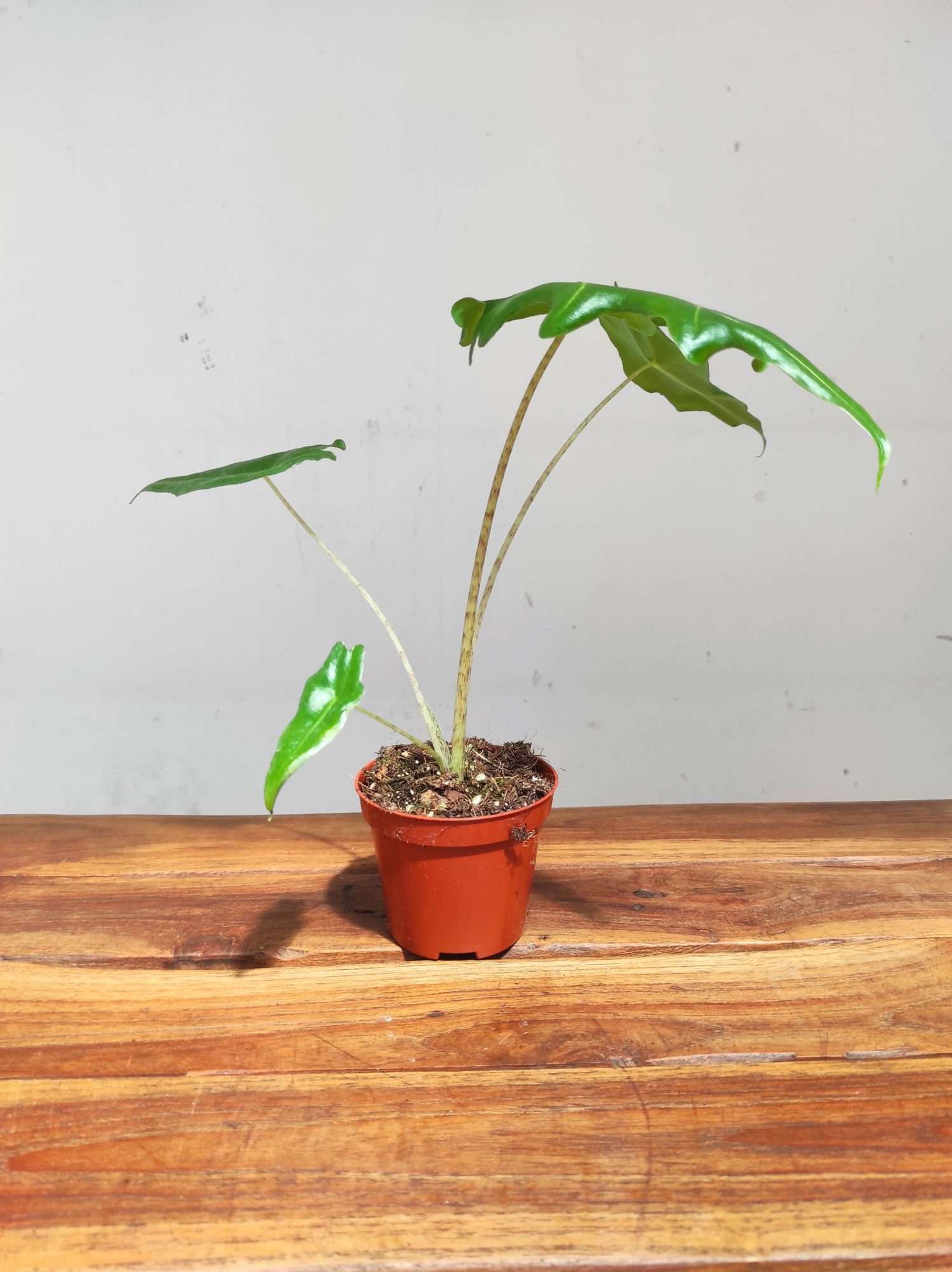 Alocasia 'Portei Zebra' - Image 2