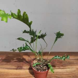 Drynaria Quercifolia 'Poonsak'