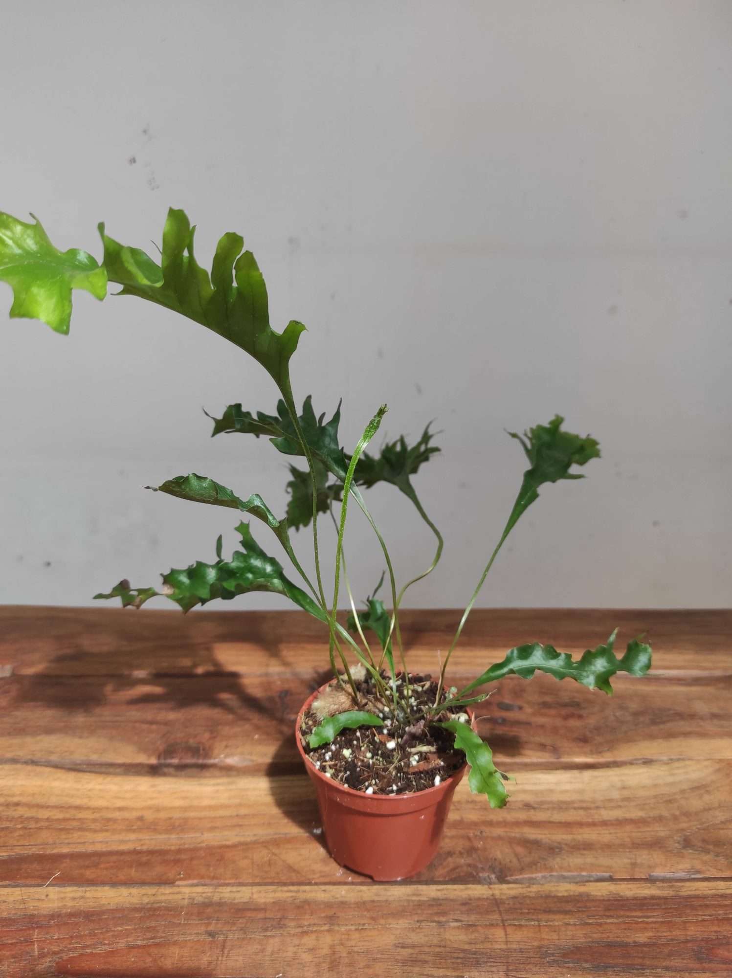 Drynaria Quercifolia 'Poonsak'