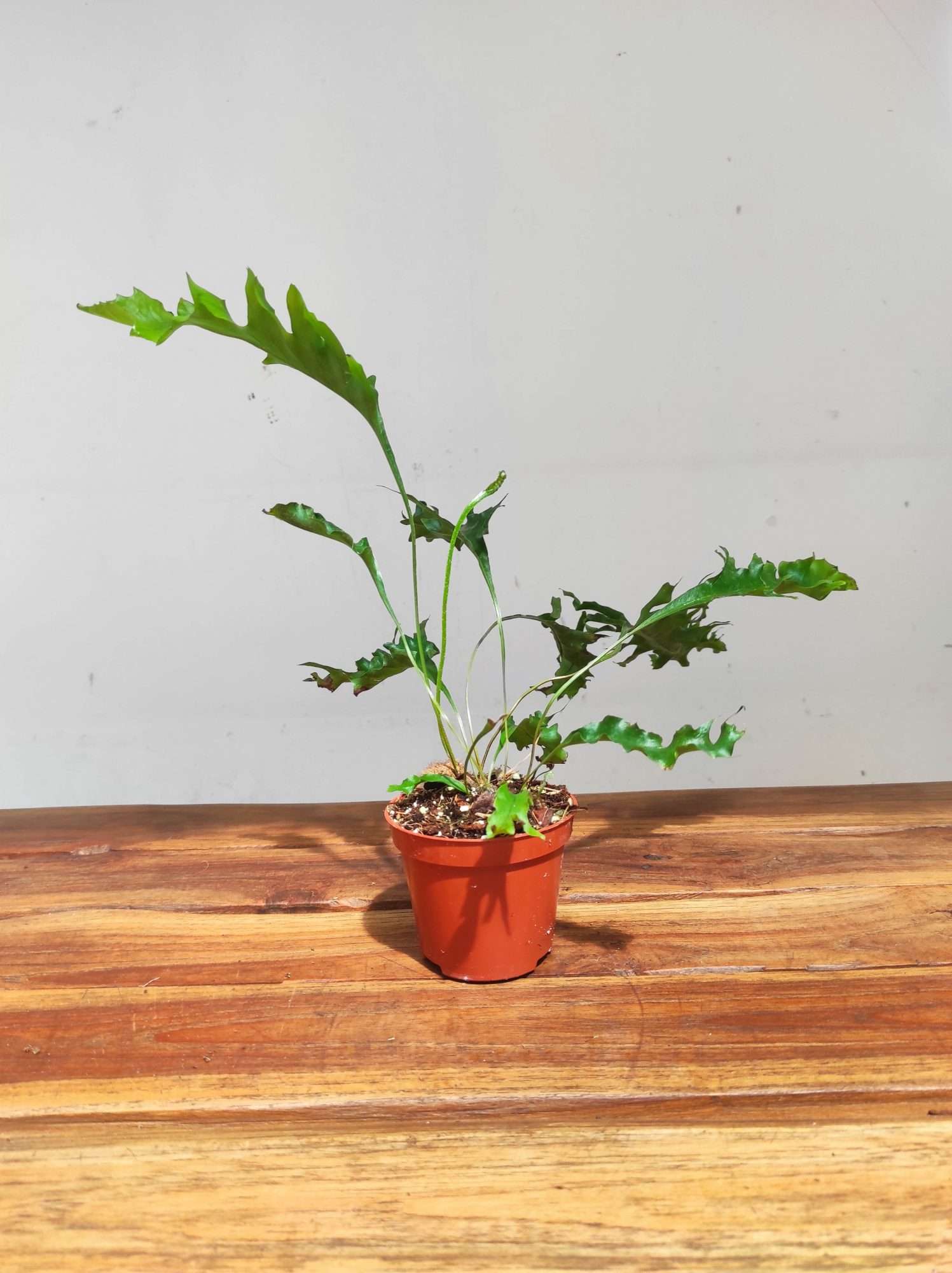 Drynaria Quercifolia 'Poonsak' - Image 2