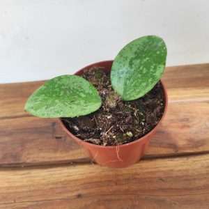 Hoya Verticcilata 'Nganjuk Splash'