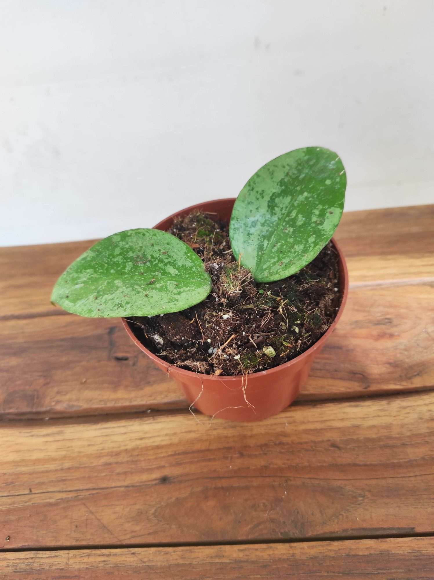 Hoya Verticcilata 'Nganjuk Splash'