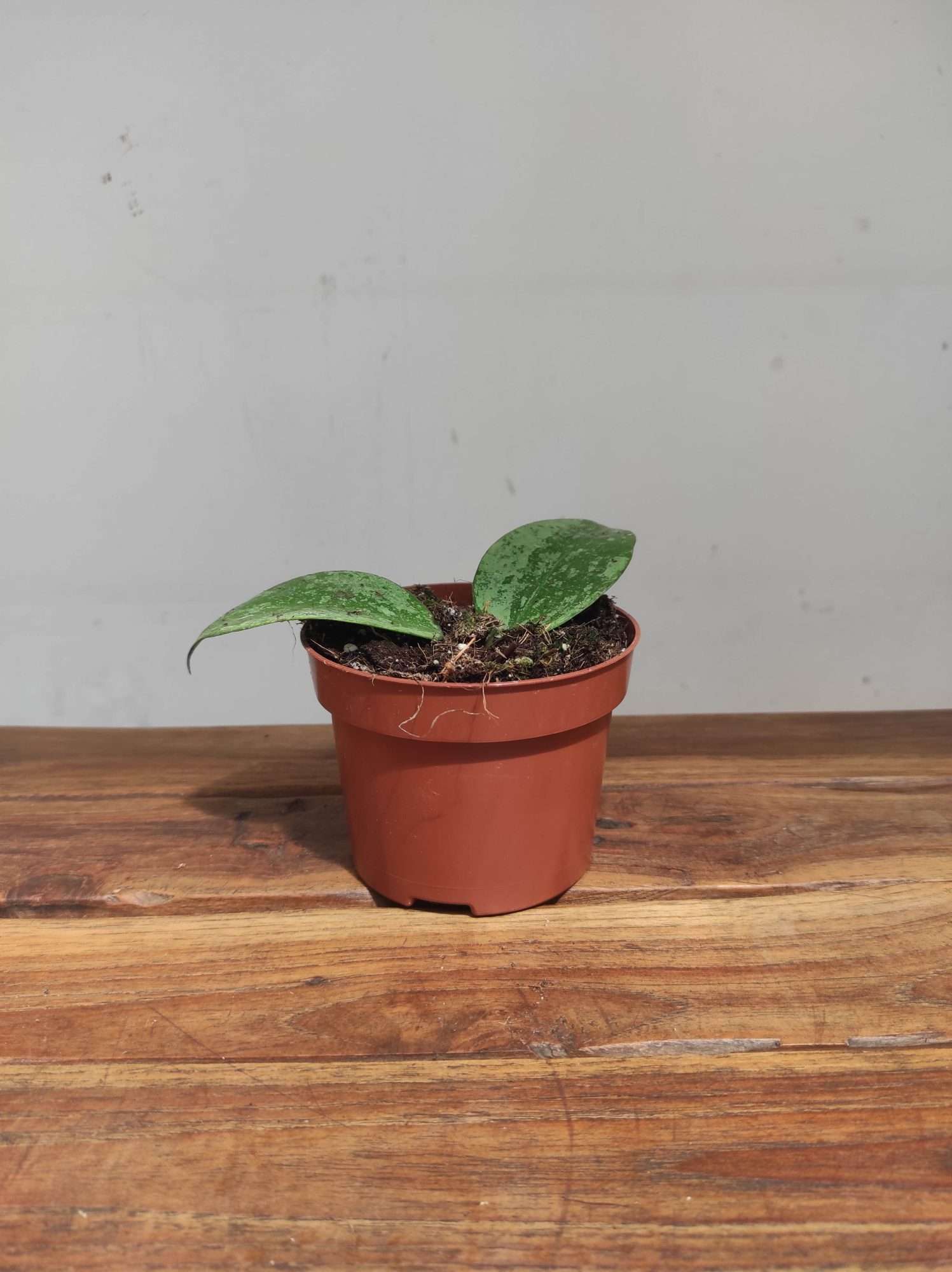 Hoya Verticcilata 'Nganjuk Splash' - Image 2
