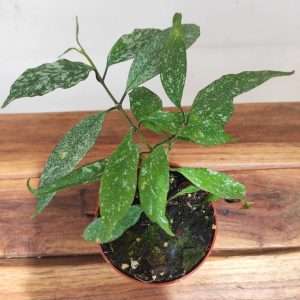 Hoya Multiflora Sylver Splash