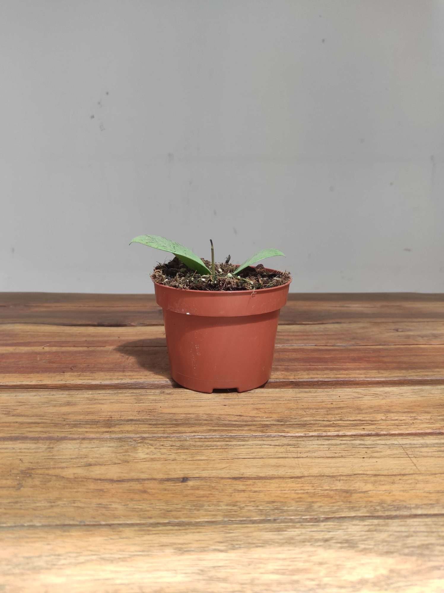 Hoya Acuta Sylver Heart - Image 2