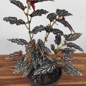 Begonia Maculata 'Ruby Compact'