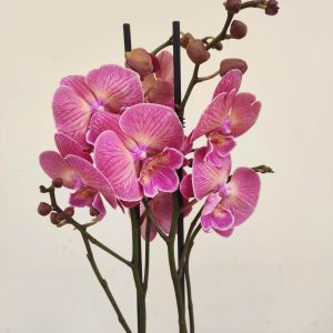 Phalaenopsis - 2 Hastes