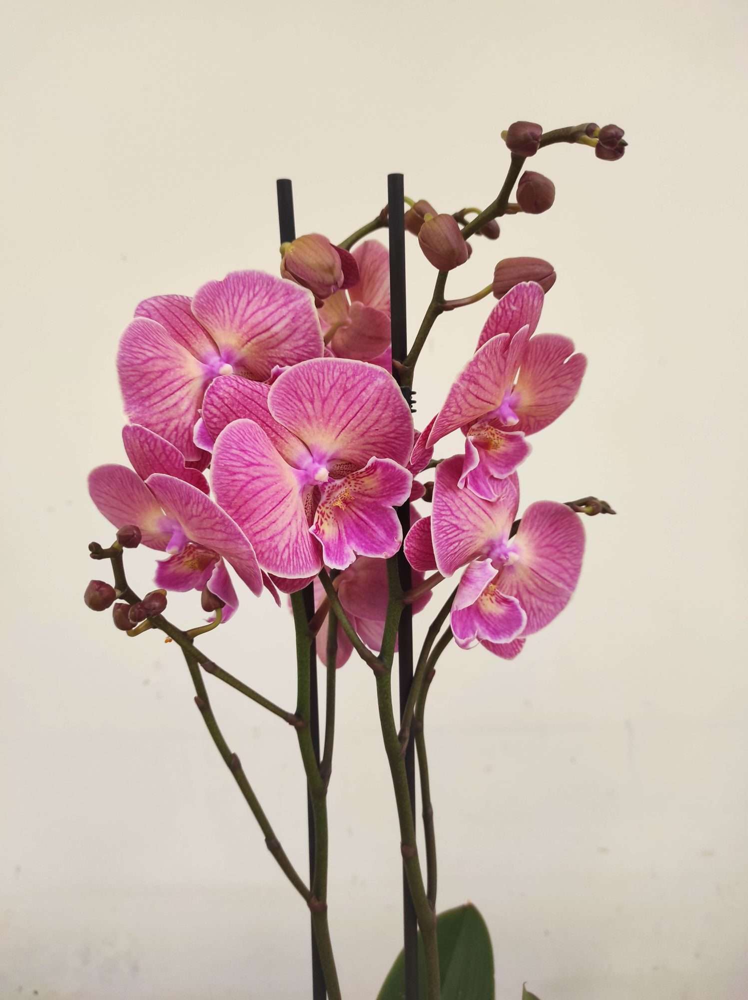 Phalaenopsis - 2 Hastes