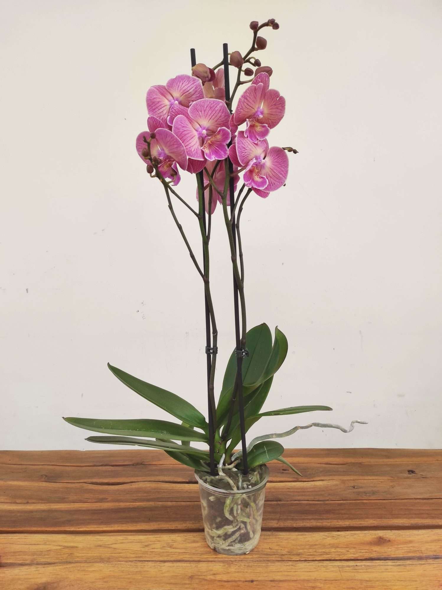 Phalaenopsis - 2 Hastes - Image 2