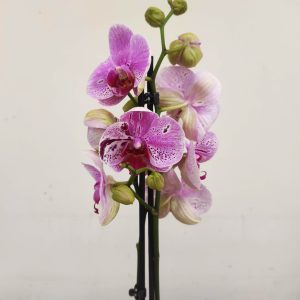 Phalaenopsis - 2 Hastes