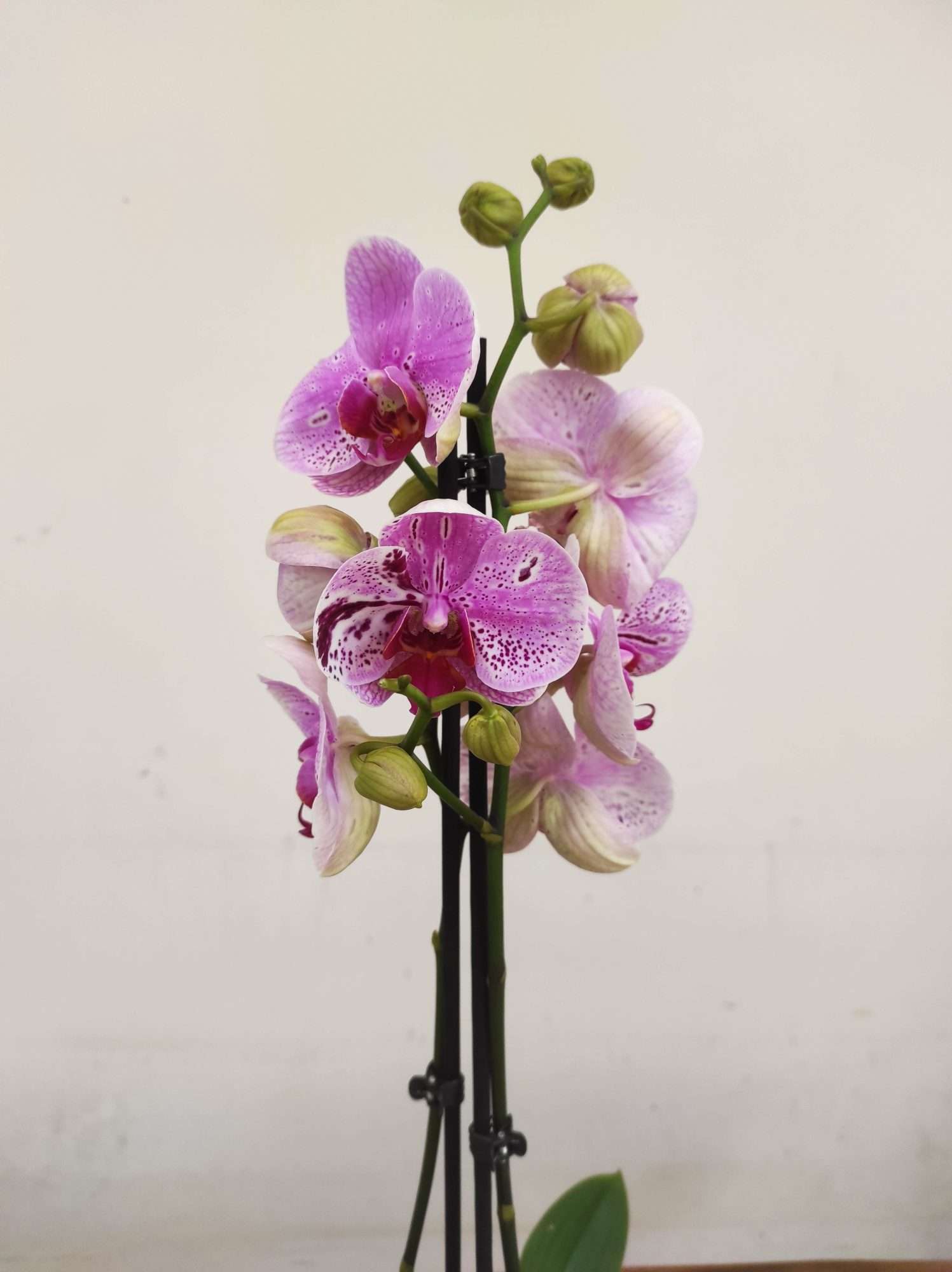 Phalaenopsis - 2 Hastes