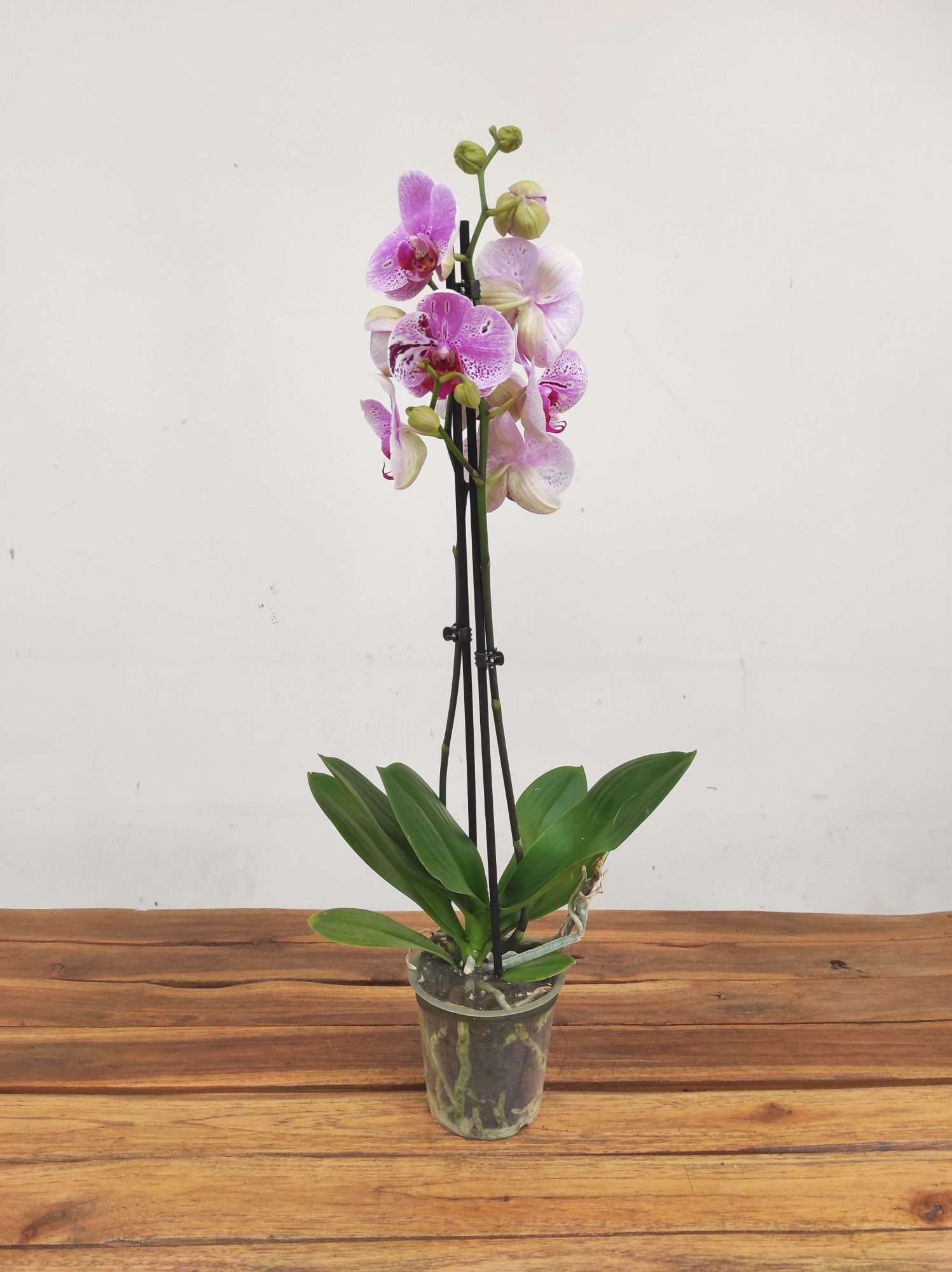 Phalaenopsis - 2 Hastes - Image 2