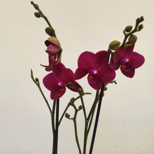 Phalaenopsis - 2 Hastes