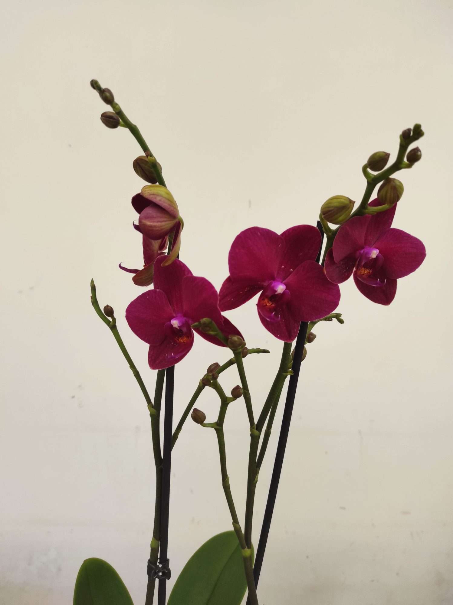 Phalaenopsis - 2 Hastes