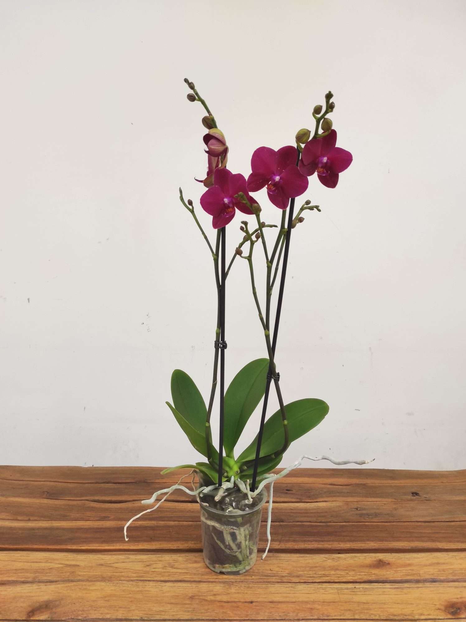 Phalaenopsis - 2 Hastes - Image 2