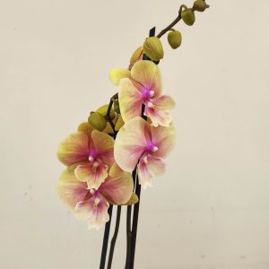 Phalaenopsis - 2 Hastes