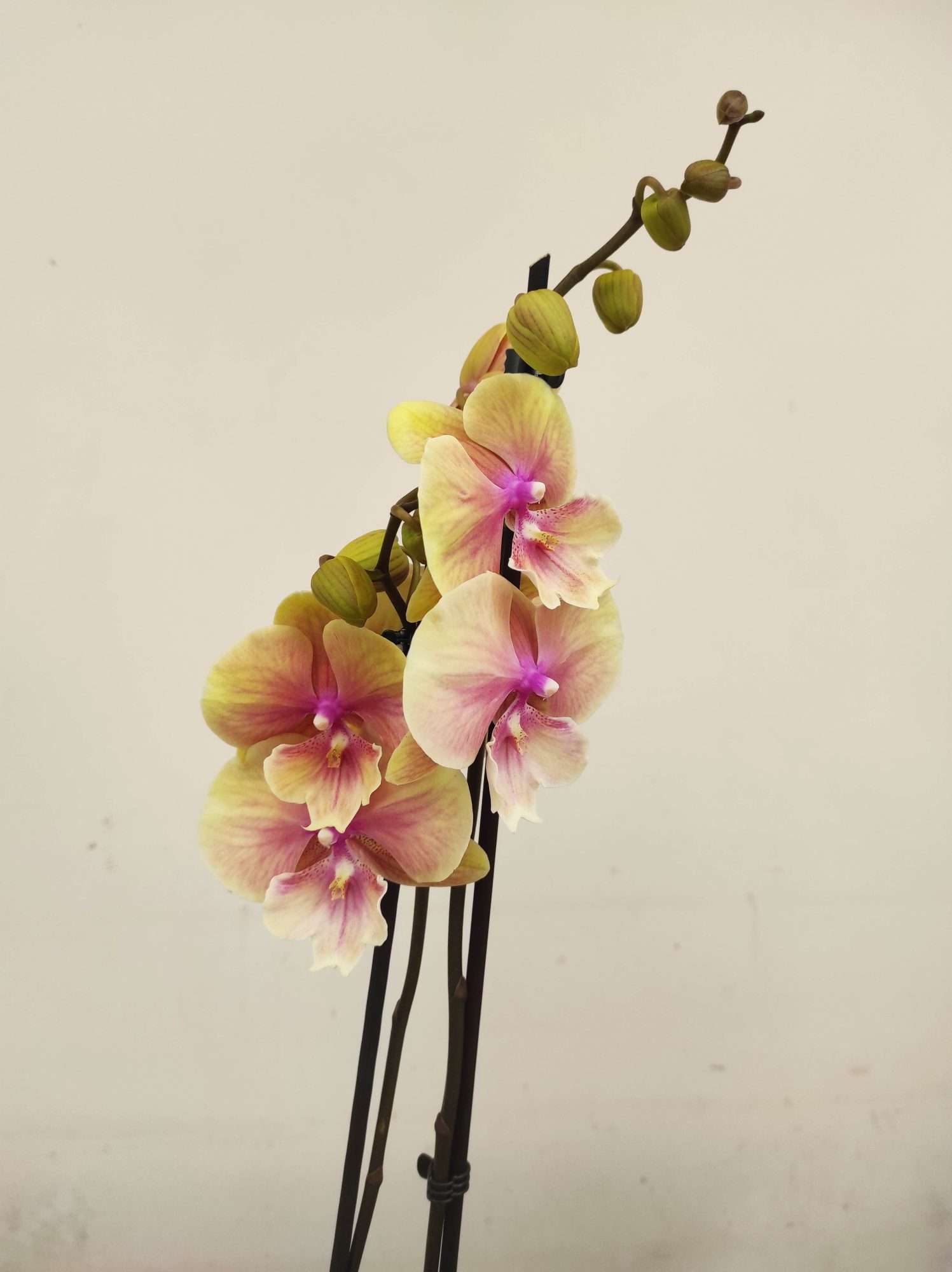 Phalaenopsis - 2 Hastes