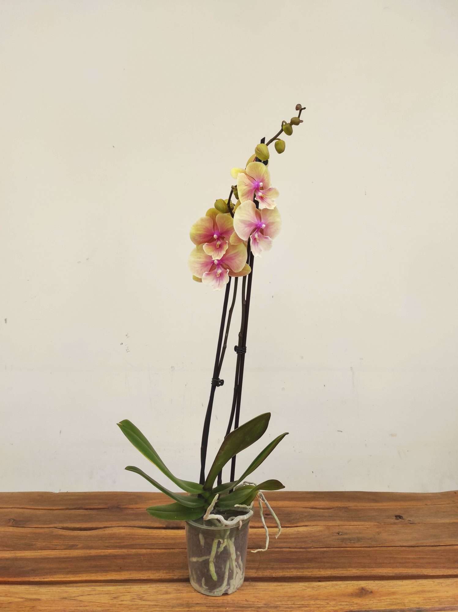 Phalaenopsis - 2 Hastes - Image 2