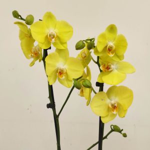 Phalaenopsis - 2 Hastes