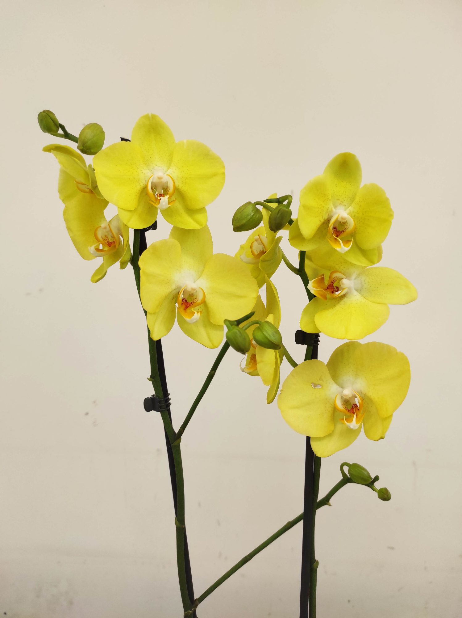 Phalaenopsis - 2 Hastes