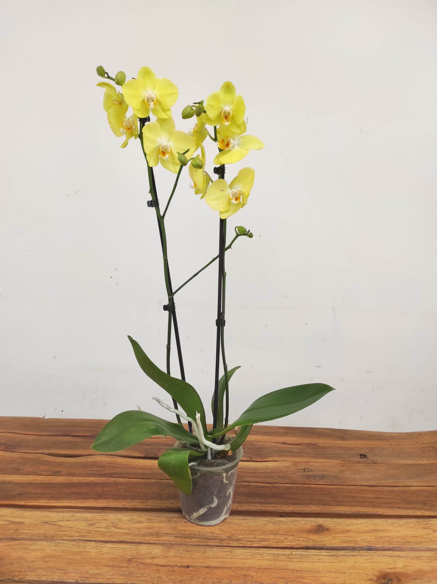 Phalaenopsis - 2 Hastes - Image 2