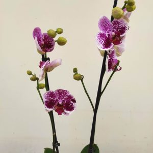 Phalaenopsis - 2 Hastes