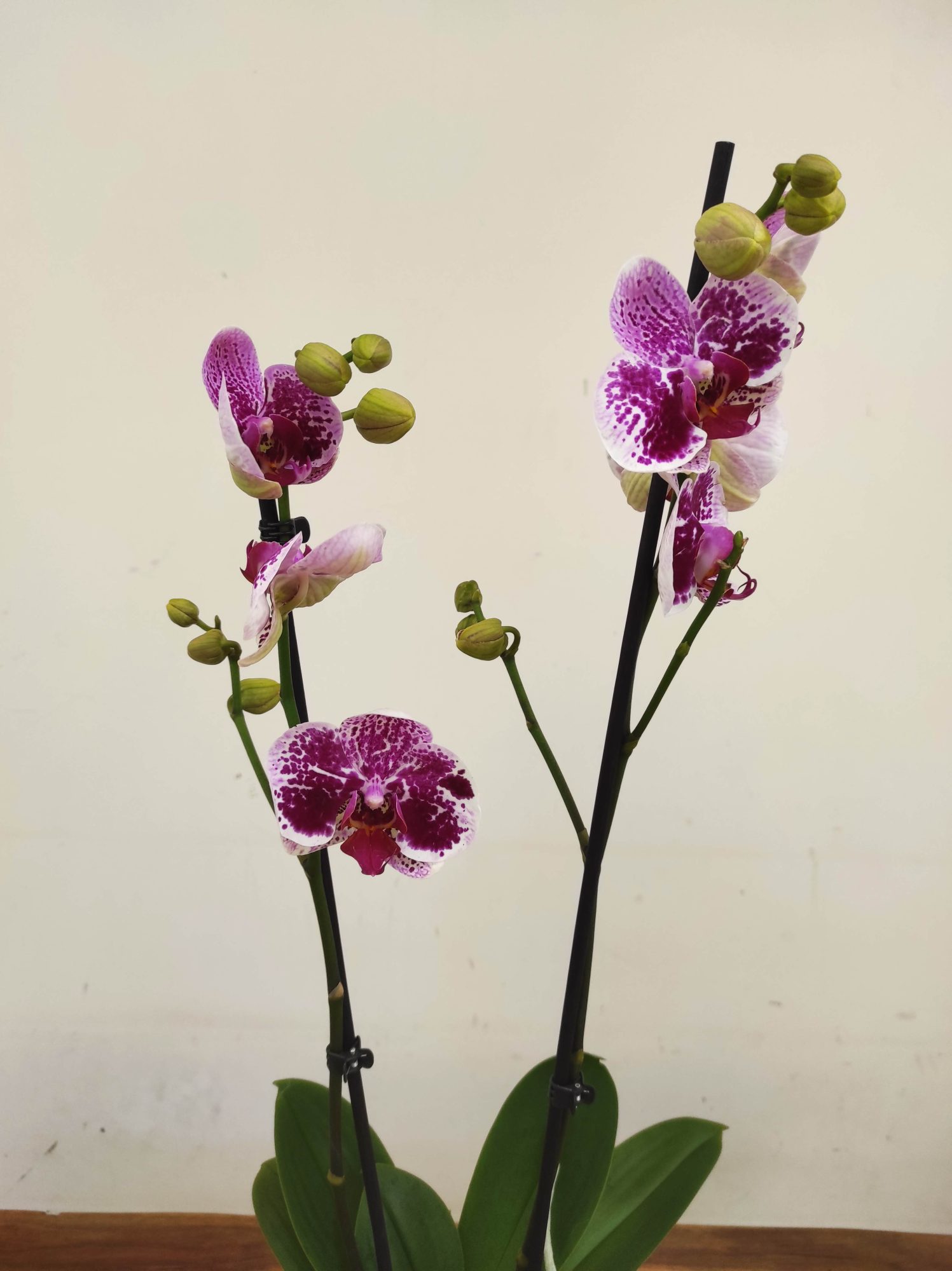 Phalaenopsis - 2 Hastes