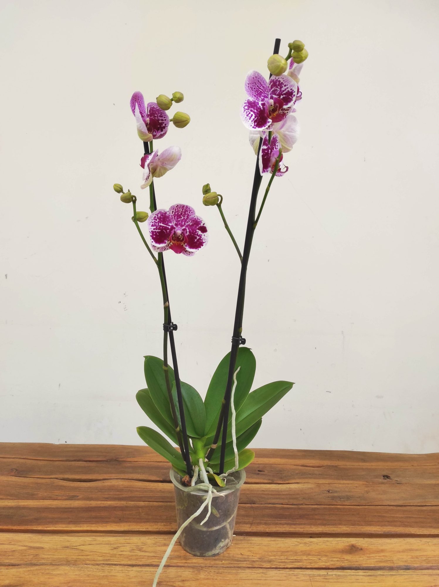 Phalaenopsis - 2 Hastes - Image 2