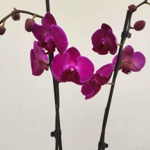 Phalaenopsis - 2 Hastes