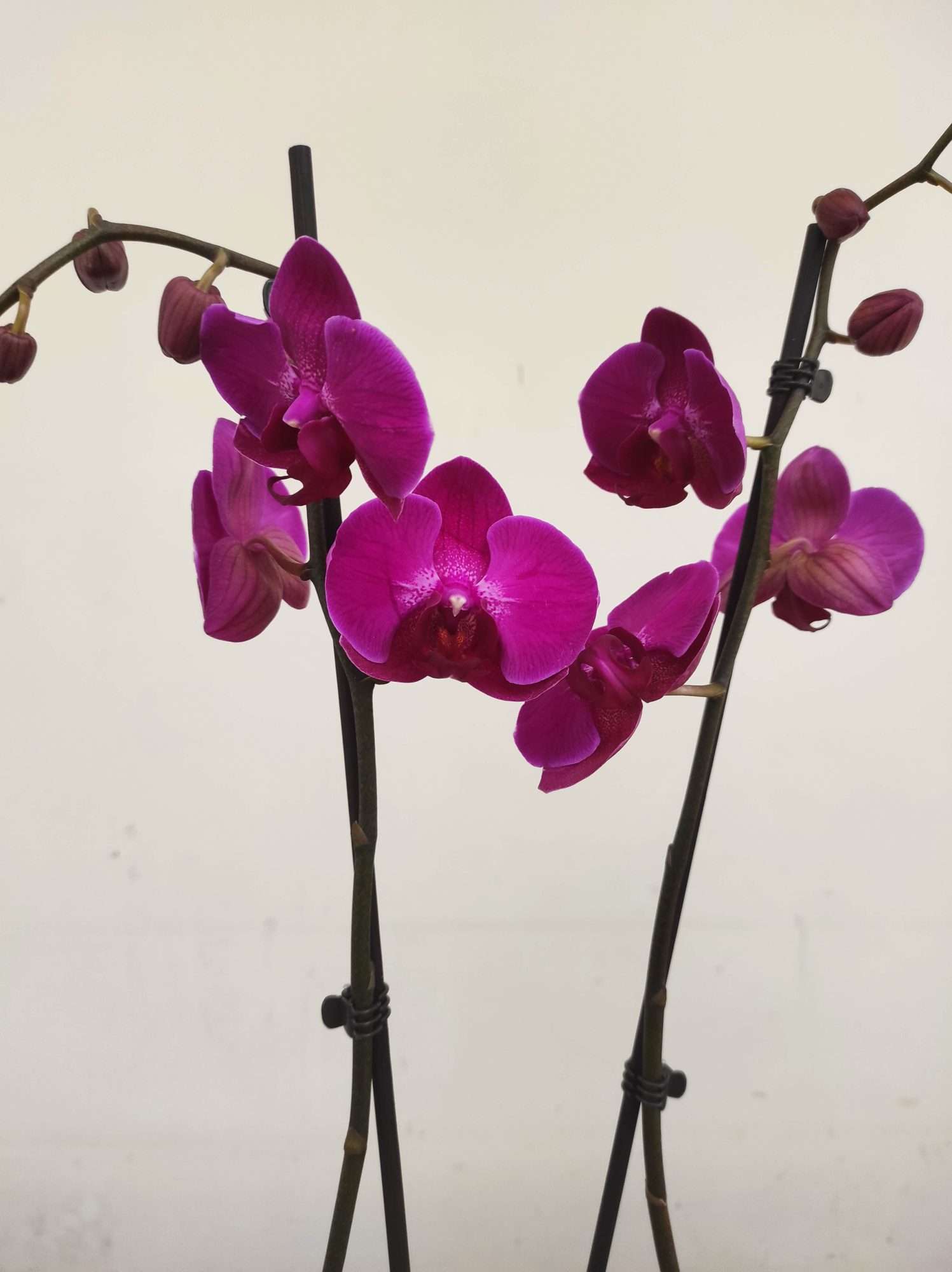 Phalaenopsis - 2 Hastes