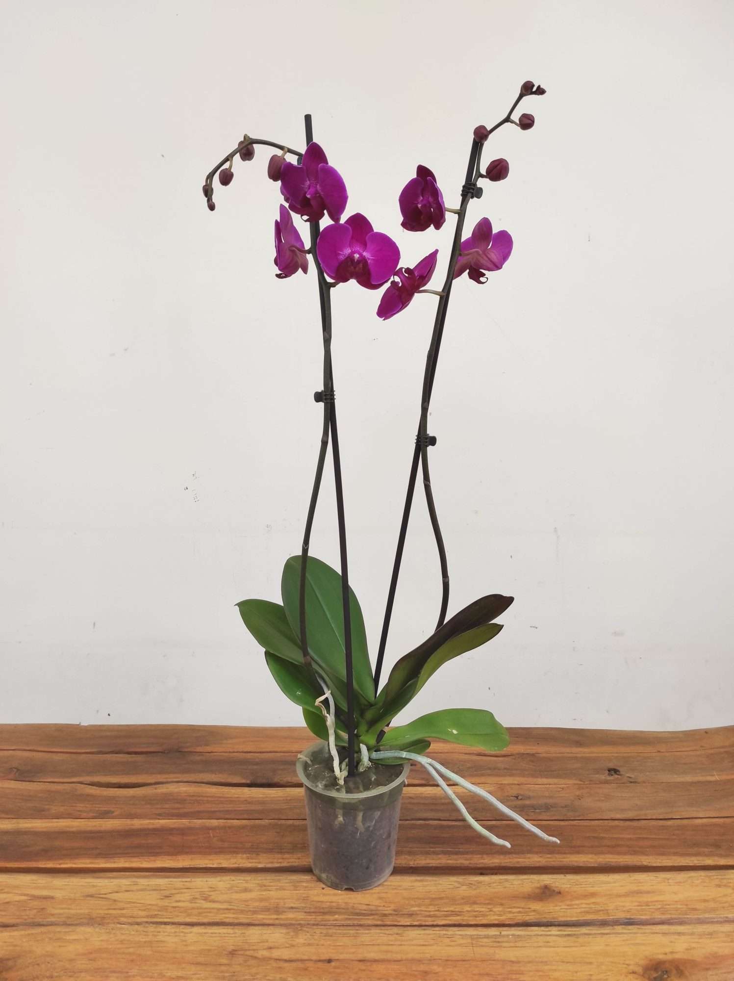 Phalaenopsis - 2 Hastes - Image 2