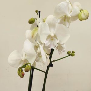 Phalaenopsis - 2 Hastes