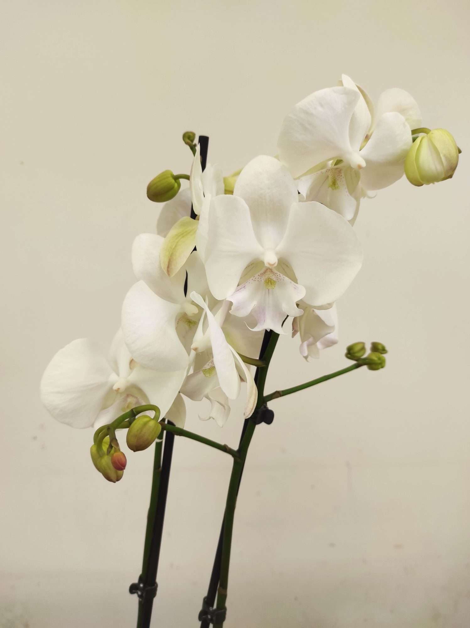 Phalaenopsis - 2 Hastes