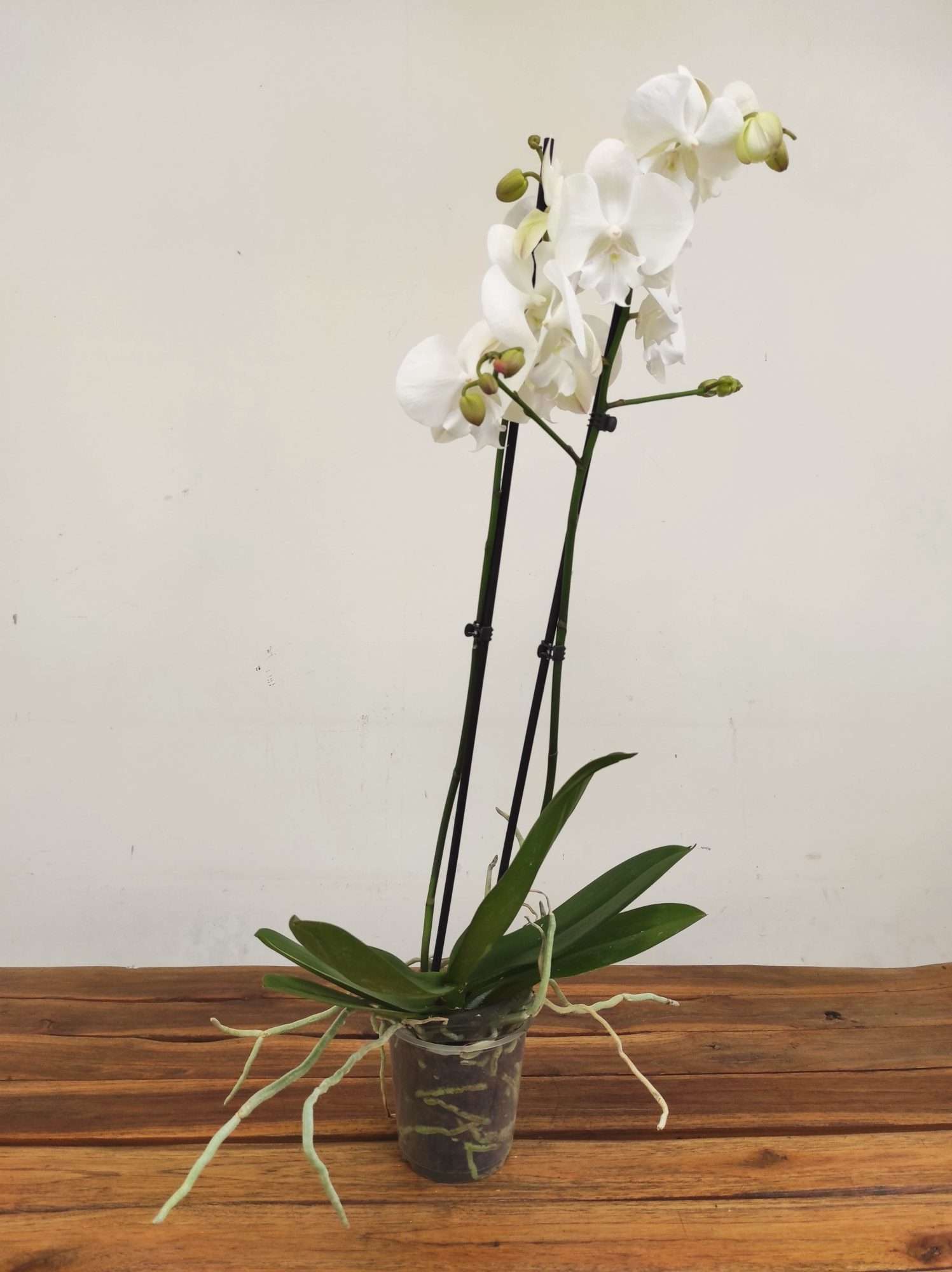 Phalaenopsis - 2 Hastes - Image 2
