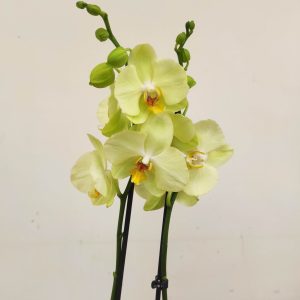 Phalaenopsis - 2 Hastes