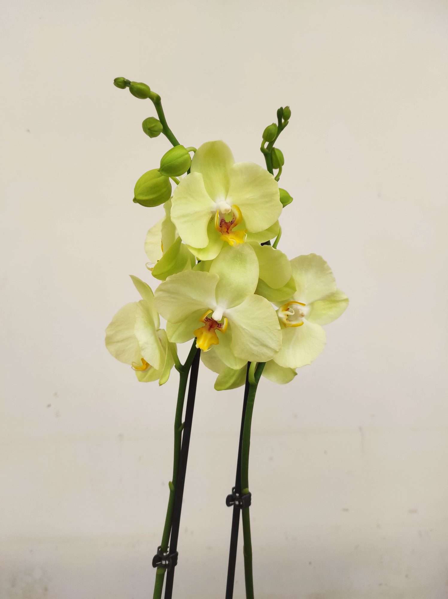 Phalaenopsis - 2 Hastes