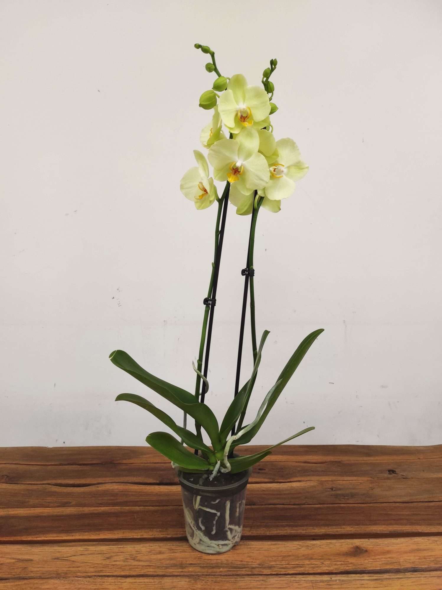 Phalaenopsis - 2 Hastes - Image 2